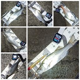 セイゴ（ヒラスズキ）