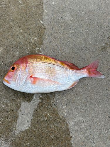 レンコダイの釣果