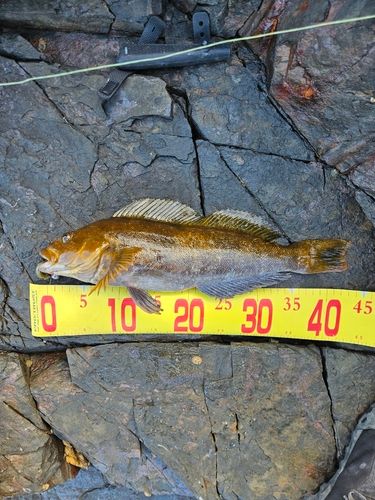 アイナメの釣果