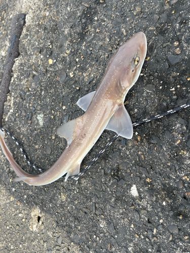 ホシザメの釣果