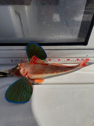 ホウボウの釣果