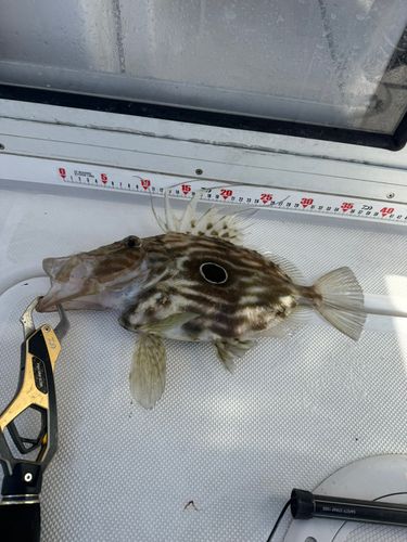 マトウダイの釣果