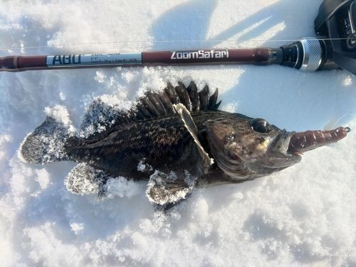 クロソイの釣果