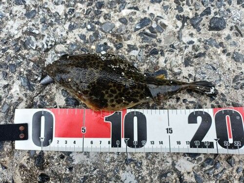 ヒガンフグの釣果