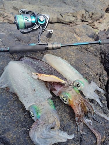 アオリイカの釣果