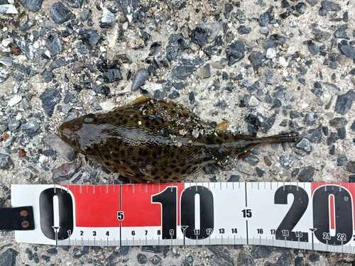 ヒガンフグの釣果