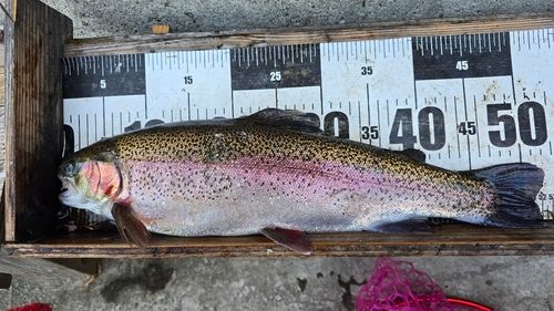 ニジマスの釣果