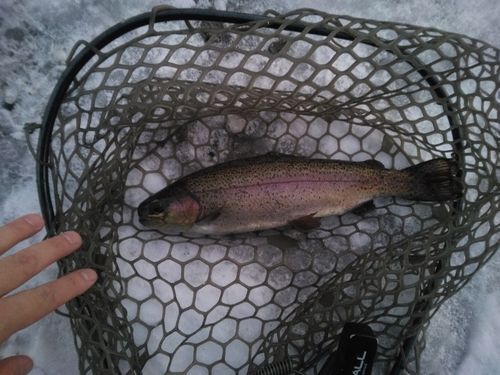 ニジマスの釣果