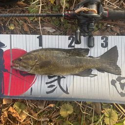 スモールマウスバス