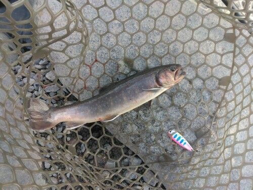 ニッコウイワナの釣果