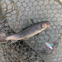 ニッコウイワナ