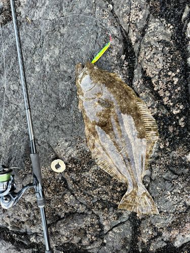 ヒラメの釣果