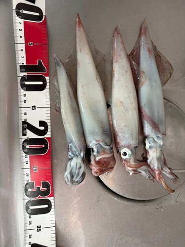 三陸海岸（岩手）