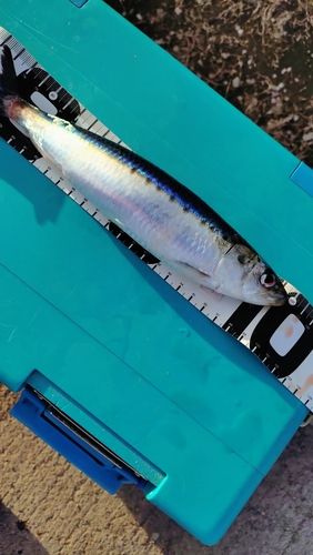 マイワシの釣果