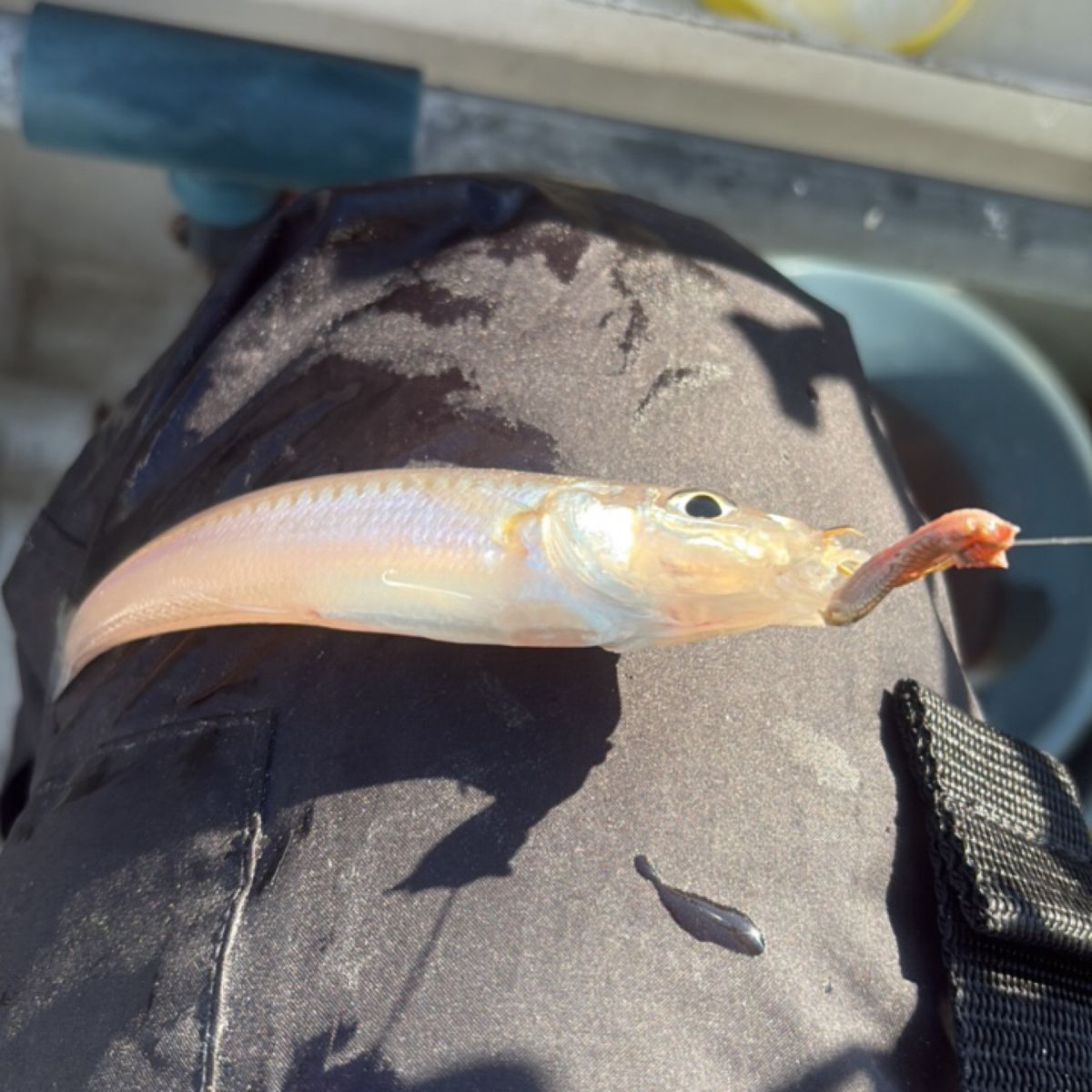 SUPER JUN twさんの釣果 1枚目の画像