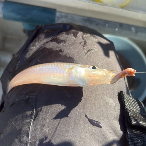 シロギスの釣果