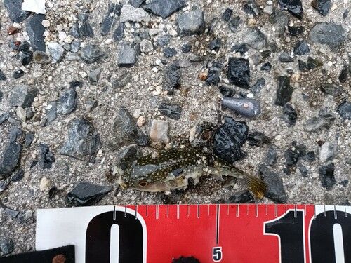 クサフグの釣果