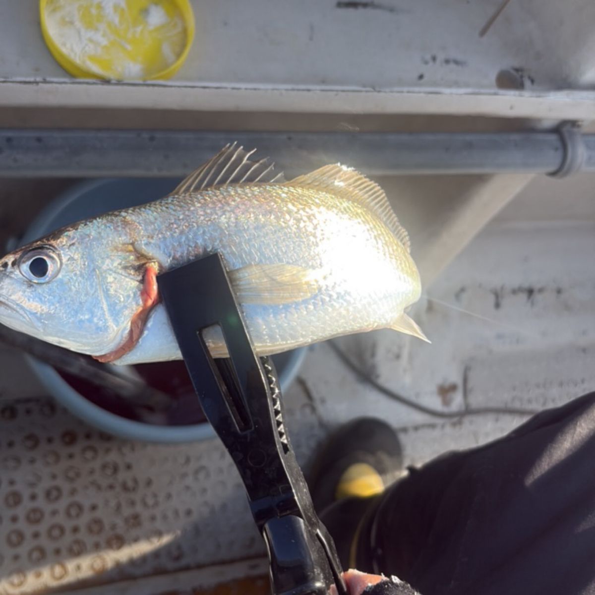 SUPER JUN twさんの釣果 1枚目の画像