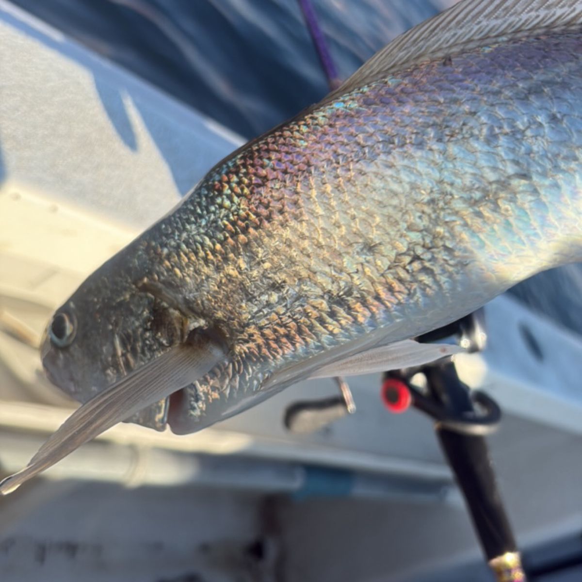 SUPER JUN twさんの釣果 2枚目の画像