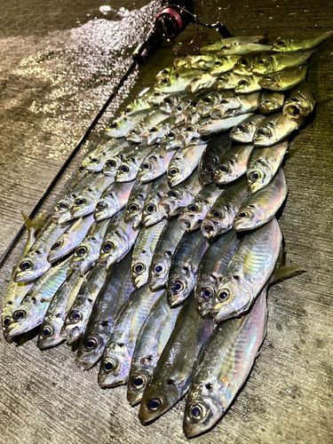 アジの釣果