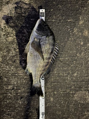 クロダイの釣果