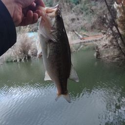 ラージマウスバス