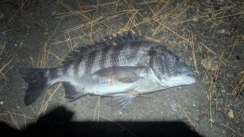 クロダイの釣果