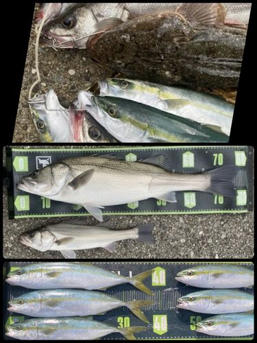 シーバスの釣果