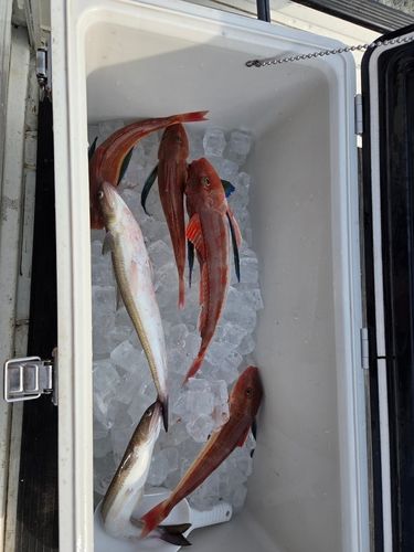 ホウボウの釣果