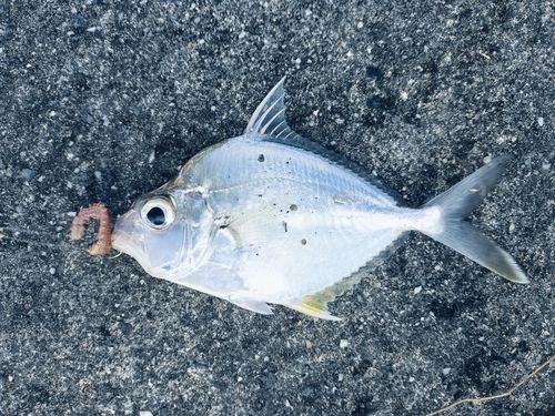 セイタカヒイラギの釣果