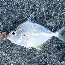 セイタカヒイラギ