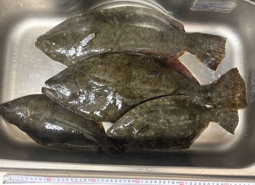 ヒラメの釣果