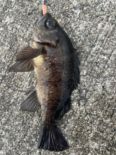 メバルの釣果