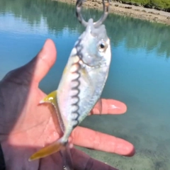 メッキの釣果