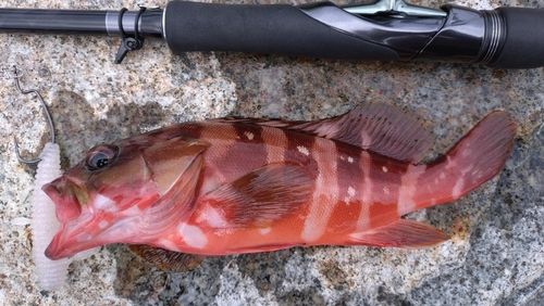 アカハタの釣果