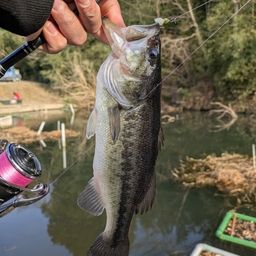 ラージマウスバス