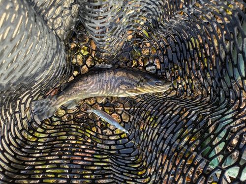 ブラウントラウトの釣果