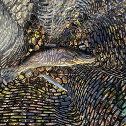 ブラウントラウト