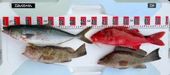 ハマチの釣果