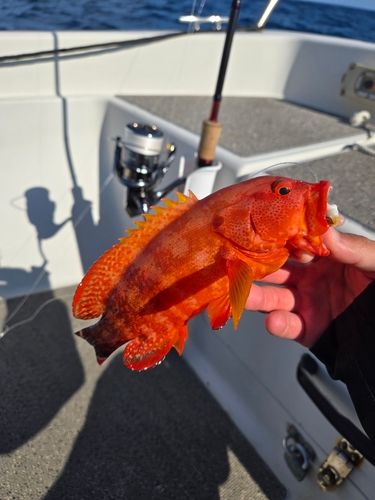 ニジハタの釣果