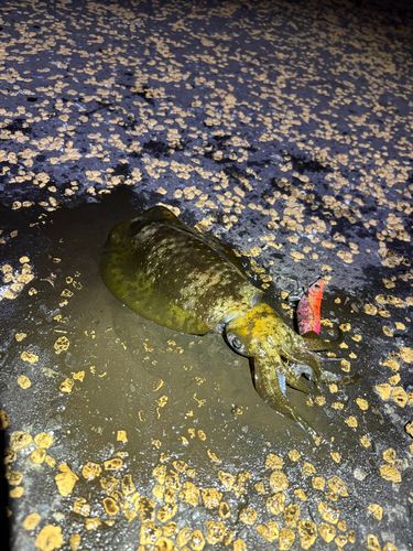 アオリイカの釣果