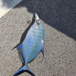 ナンヨウカイワリ