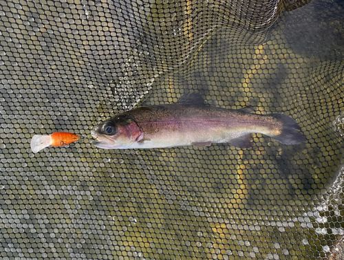 ニジマスの釣果