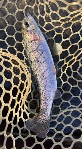 ニジマスの釣果