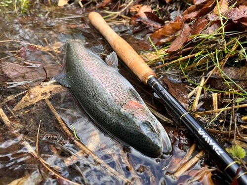 ニジマスの釣果