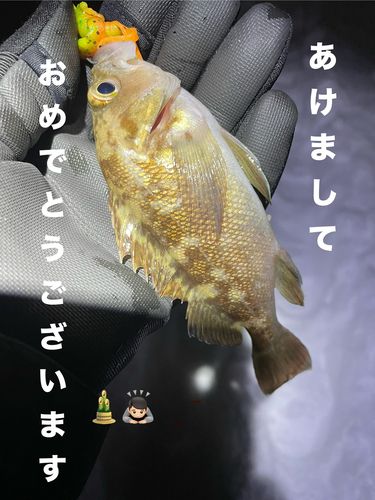 サクラマスの釣果