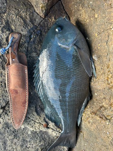 クチブトグレの釣果