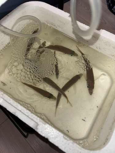 シーサイドコスモ釣り解放区