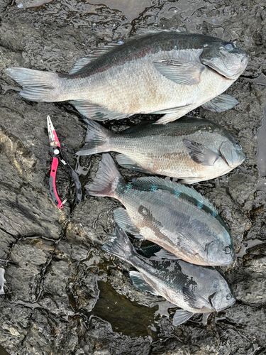 グレの釣果