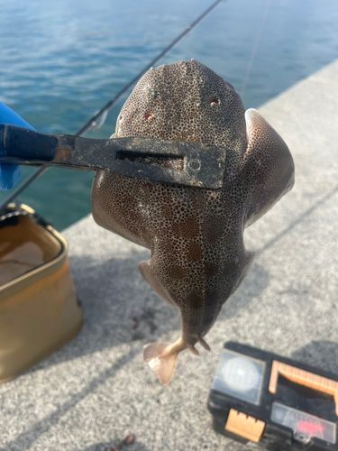 カスザメの釣果